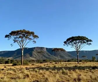 Descubra as Araucárias e Campos de Altitude de Lages - SC