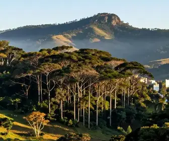 Entenda o Clima Serrano e as Araucárias de Lages Entenda o Clima Serrano e as Araucárias de Lages